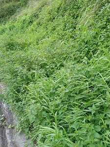 Artemisietea vulgaris