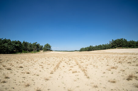 Corynephorion canescentis