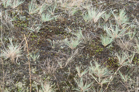 Corynephorion canescentis