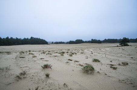 Corynephorion canescentis