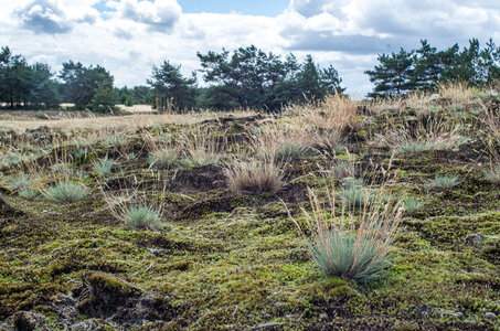 Corynephorion canescentis