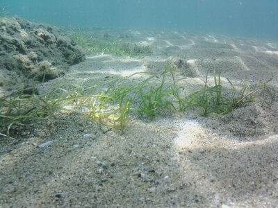 Cymodoceion nodosae