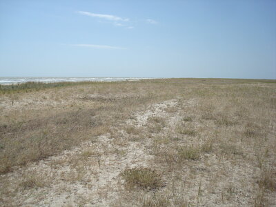 Black Sea coastal dune grassland (grey dune)