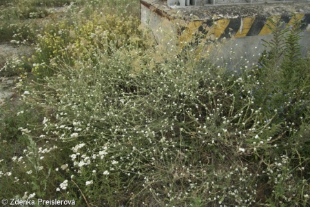 Artemisietea vulgaris