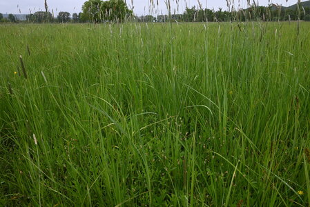 Deschampsion cespitosae