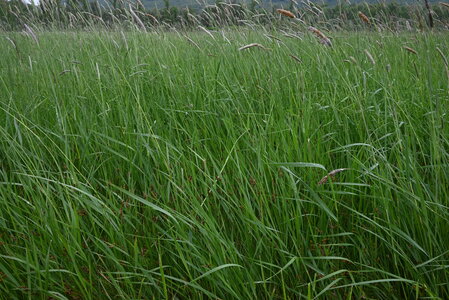 Deschampsion cespitosae