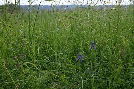 Deschampsion cespitosae
