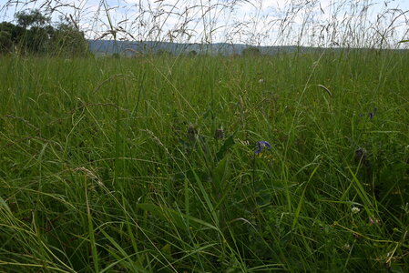 Deschampsion cespitosae