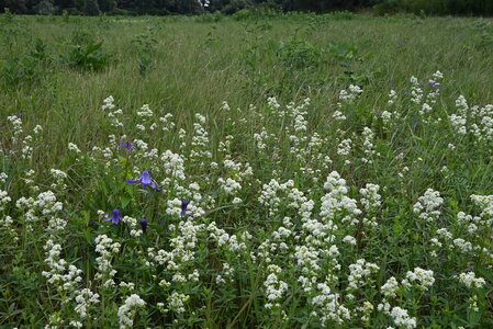 Deschampsion cespitosae