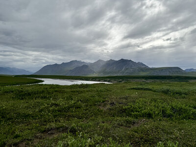 Thymo arcticae-Kobresietalia bellardii