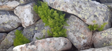 Androsacetalia alpinae