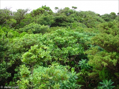 Macaronesian laurophyllous forest