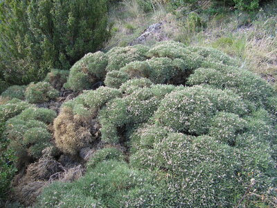 Western Mediterranean mountain hedgehog-heath