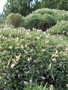 Western Mediterranean mountain hedgehog-heath