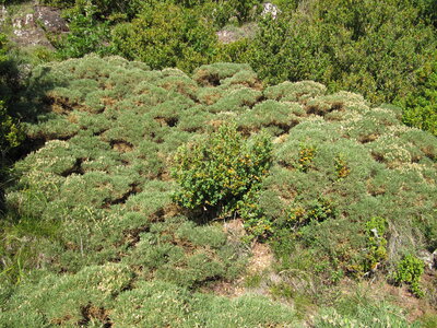 Western Mediterranean mountain hedgehog-heath