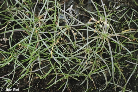 Eleocharito-Littorelletum uniflorae