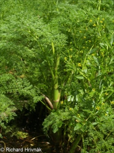 Eleocharito palustris-Sagittarion sagittifoliae