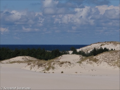 Coastal dunes and sandy shores