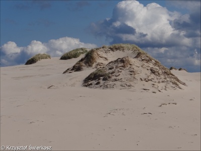 Coastal dunes and sandy shores