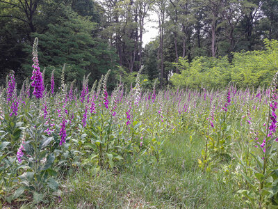 Epilobion angustifolii