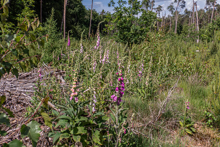 Epilobion angustifolii