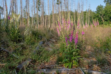 Epilobion angustifolii