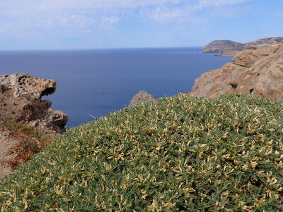 Spiny Mediterranean heaths