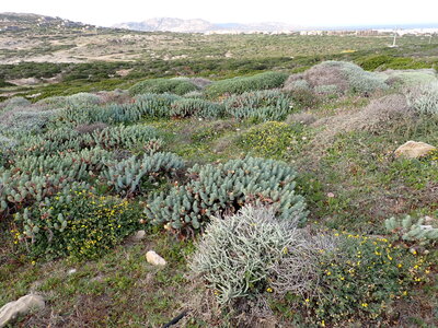 Spiny Mediterranean heaths