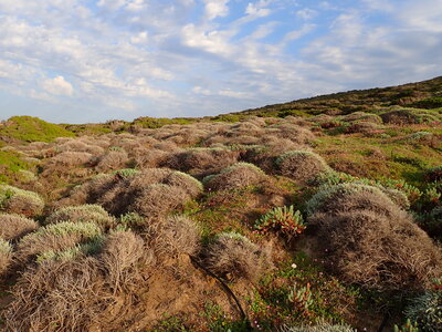 Spiny Mediterranean heaths