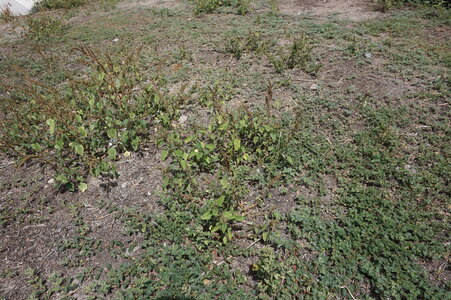 Euphorbion prostratae