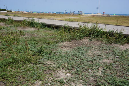Euphorbion prostratae
