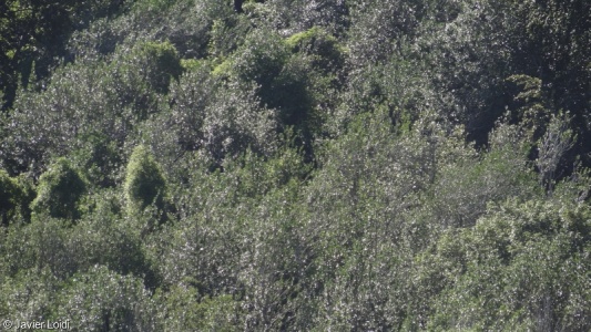 Carpino-Fagetea sylvaticae