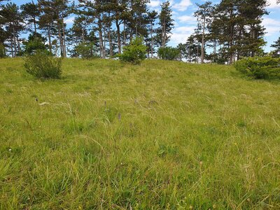 Festucion valesiacae