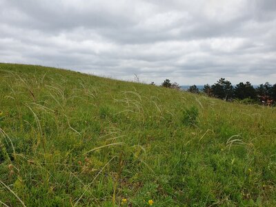 Festucion valesiacae