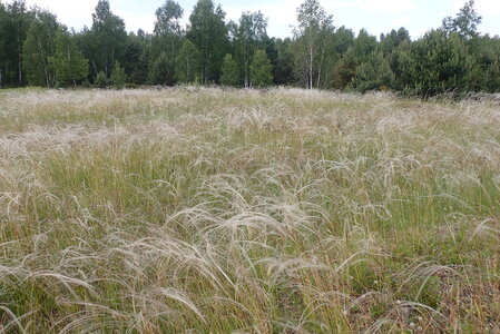 Continental dry grassland (true steppe)