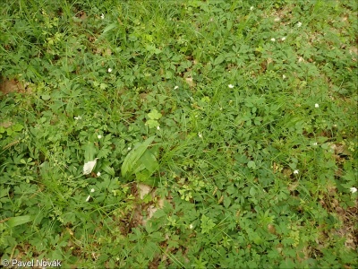 Alno-Fraxinetalia excelsioris