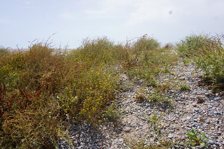 Andryaletalia ragusinae