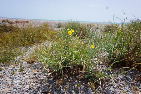 Andryaletalia ragusinae