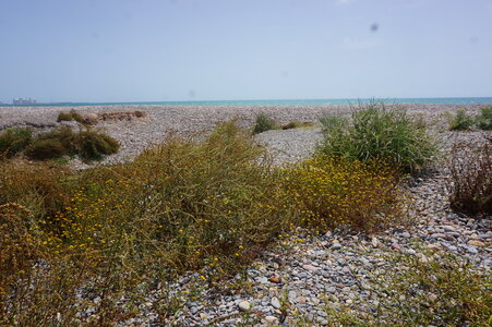 Andryaletalia ragusinae