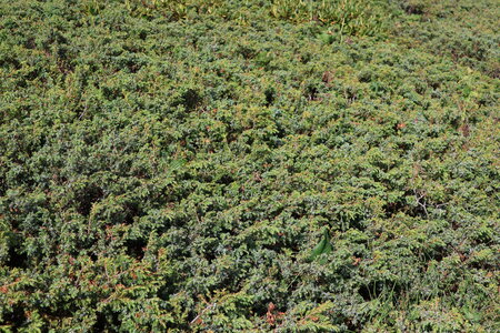 Alpine and subalpine Juniperus scrub