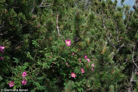 Roso pendulinae-Pinetea mugo