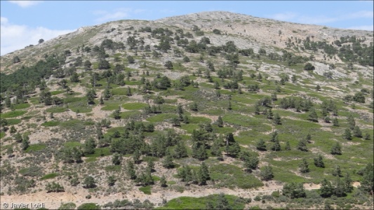 Mediterranean montane Pinus sylvestris-Pinus nigra forest