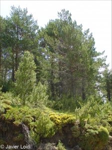 Mediterranean montane Pinus sylvestris-Pinus nigra forest