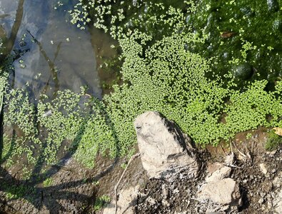 Fresh-water small pleustophyte vegetation