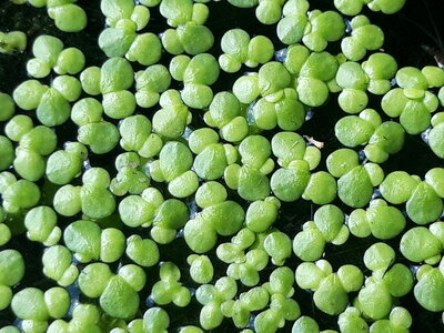 Fresh-water small pleustophyte vegetation