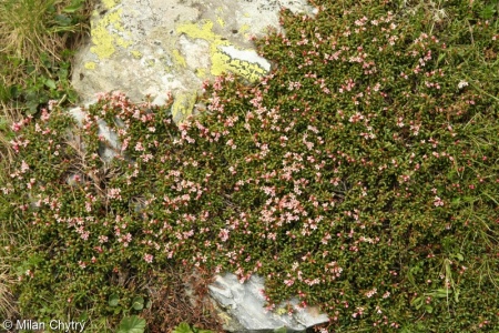 Alpine and subalpine ericoid heath