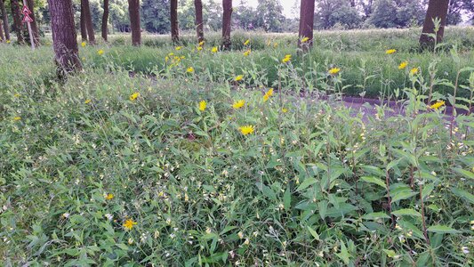 Melampyrion pratensis