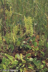 Menyantho trifoliatae-Sphagnetum teretis