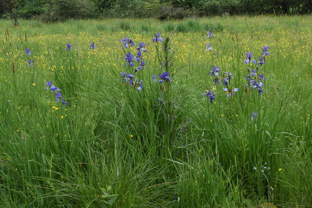 Molinietalia caeruleae