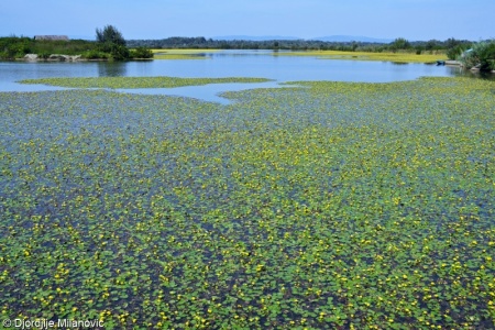 Fresh-water nymphaeid vegetation